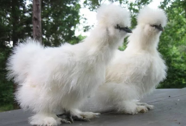 Китайская шелковая курица (абориген): описание, содержание, фото