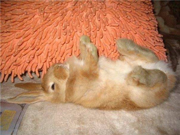 Падеж кроликов без видимых признаков болезни: дохнут крольчата