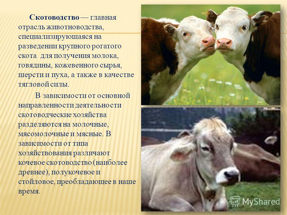 Биологические и хозяйственные особенности крупного рогатого скота