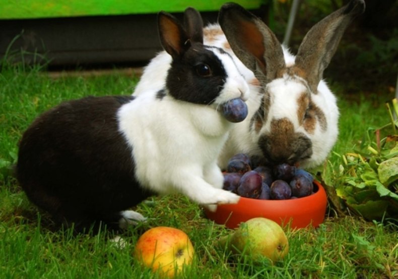 Можно ли кроликам давать овощи: тыква, картофель, кабачки