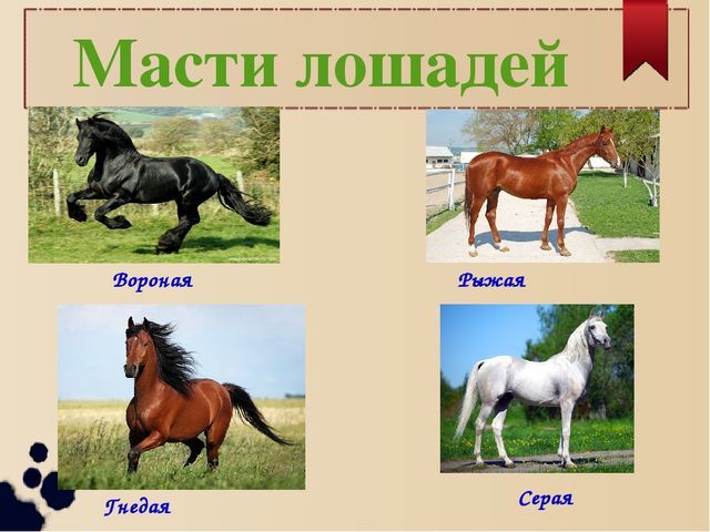 Масти лошадей — описание, фотографии и названия