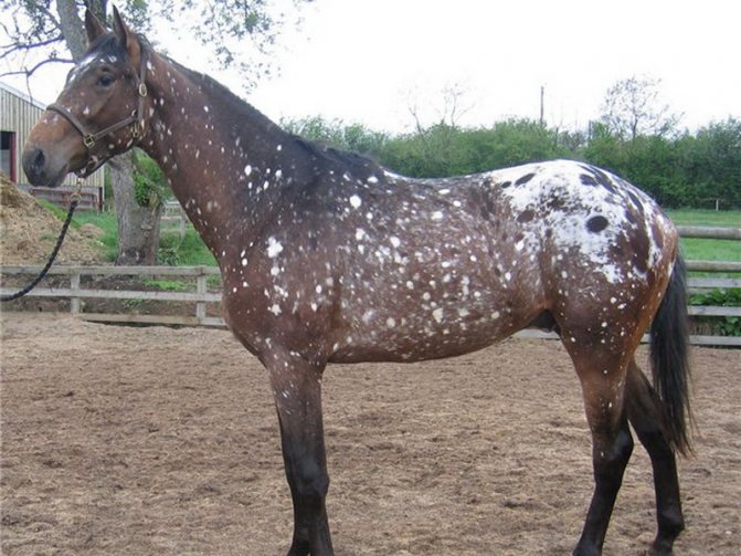 Булонская порода лошадей: история, описание, характер | мои лошадки