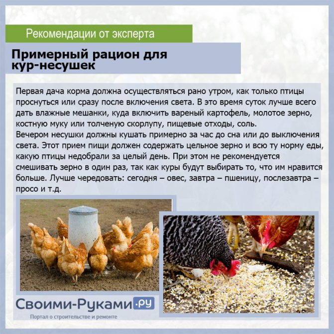 Интересности: 33 факта о курах, курятине и куриных яйцах