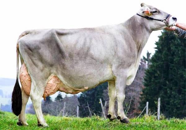 Швицкая порода коров: описание и характеристика, плюсы и минусы, поведение и уход