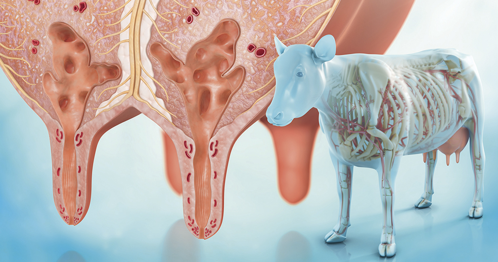 Как лечить мастит у коровы: симптомы заболевания и диагностика, лечение медикаментами и народными средствами