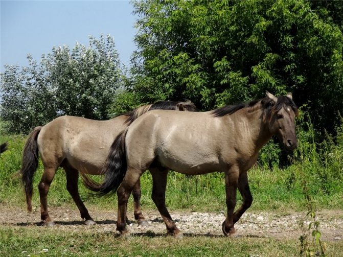 Дикие лошади: породы, описание