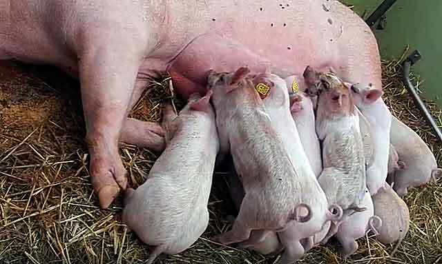 Беременность свиньи (39 фото): сколько месяцев длится беременность свиней разных пород? как понять, что свинья беременная? подготовка к опоросу в домашних условиях
