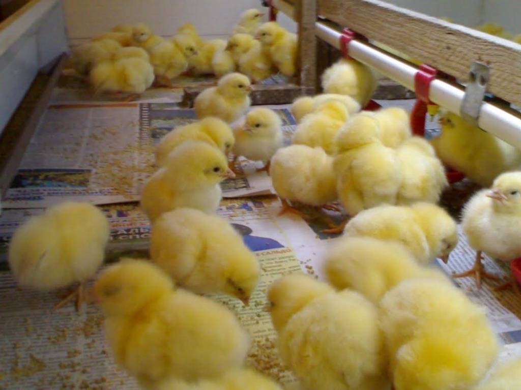 Что приготовить суточным цыплятам для выращивания дома