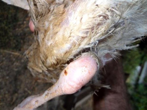 Как лечить болезни ног у кур, вызывающие хромоту, наросты, шишки и опухоли на лапах