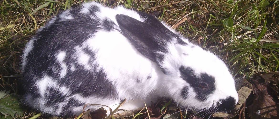 Почему умирают кролики без видимых причин: основные причины и способы их решения