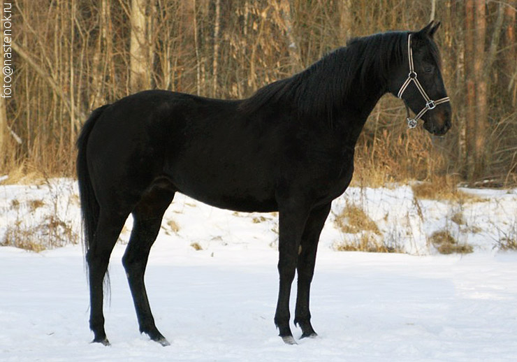 Русская верховая порода лошадей: описание, характеристики, история породы. спортивные лошади