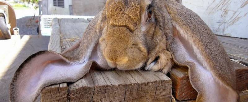 С чем связана смертность кролей и что с этим делать?