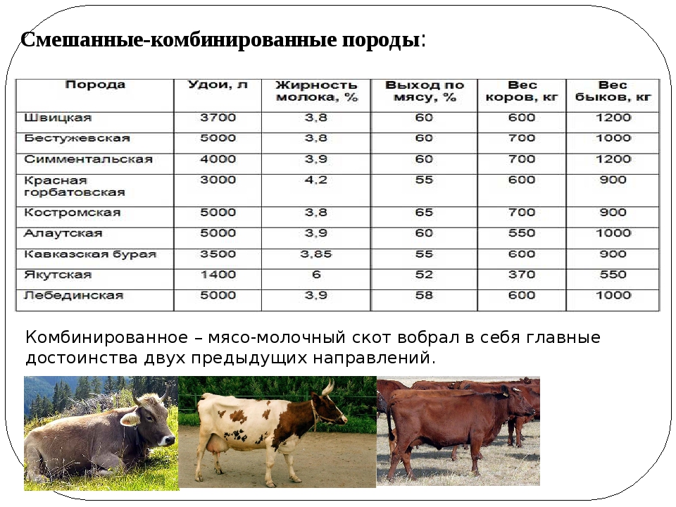 Вес молока. Таблица продуктивность Бычков мясных пород. Характеристика пород крупного рогатого скота таблица. Молочная продуктивность коровы симментальской породы таблица. Таблица веса КРС живым весом и мяса.