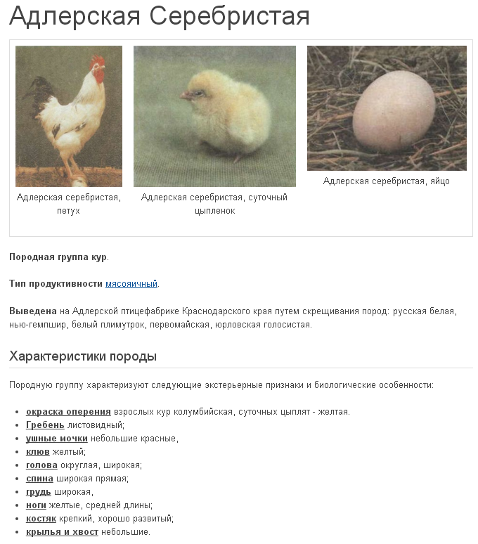 Описание кучинской юбилейной породы кур: характеристика породы, внешнего вида, выращивание цыплят