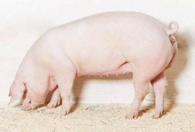 Ландрас порода свиней: характеристика