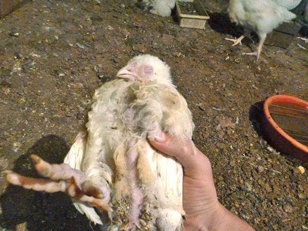 Почему дохнут цыплята бройлеры и иные породы кур