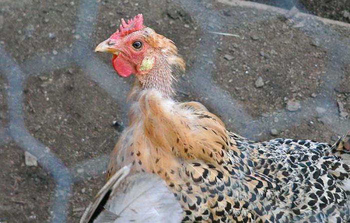 Цыплята опускают крылья: с какими болезнями может быть связан симптом? как можно вылечить и предупредить болезни?