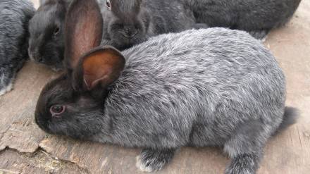 О кроликах серебро: основные разновидности породы, описание и характеристики
