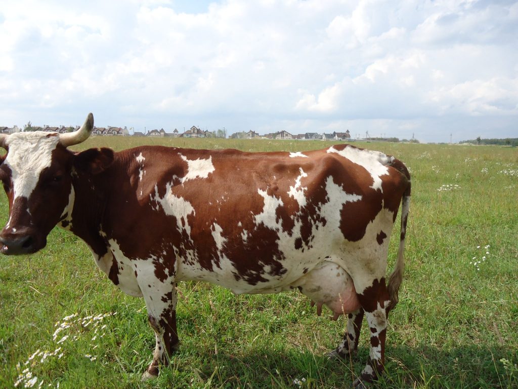 Сколько стоят молодые и взрослые коровы, продажа коров мясной и молочной пород