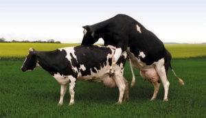 Схемы синхронизации охоты у коров
