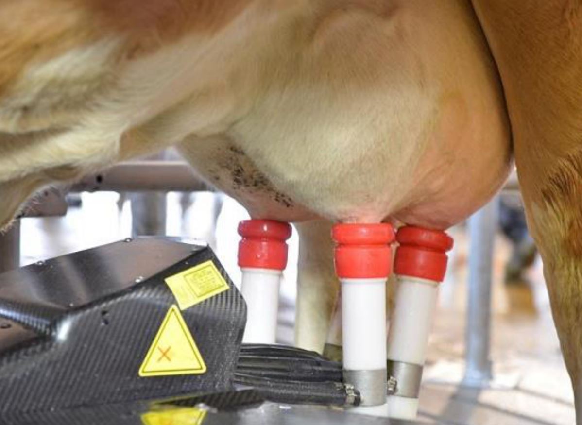 Как правильно доить корову руками?