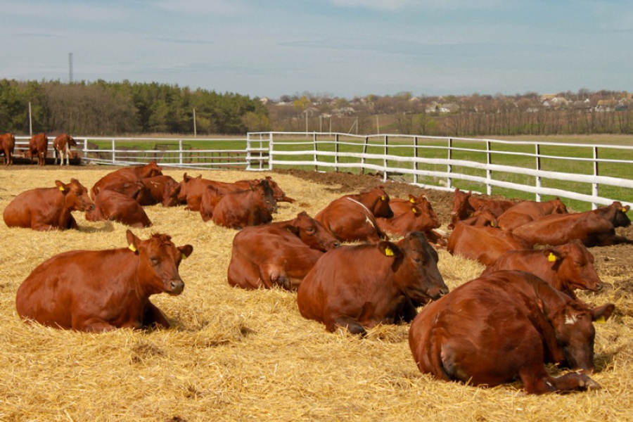 С чего начать фермерский бизнес по разведению коров?
