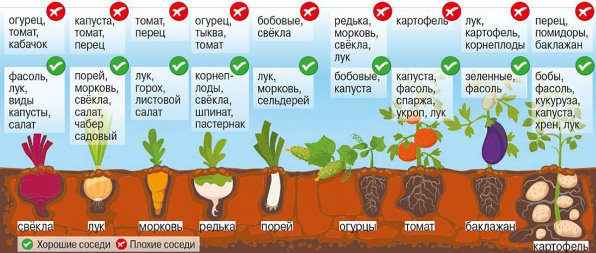 Что посадить после картофеля на следующий год и с чем его совместить