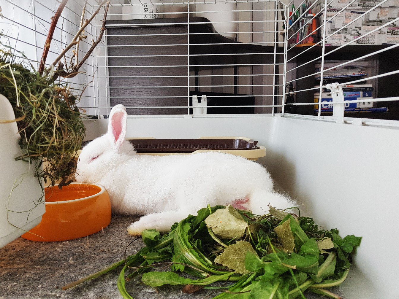 Декоративные кролики: уход, содержание и кормление