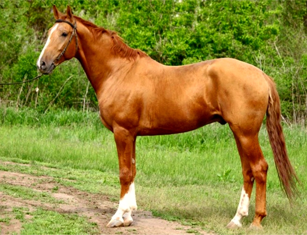 Донская лошадь — википедия. что такое донская лошадь