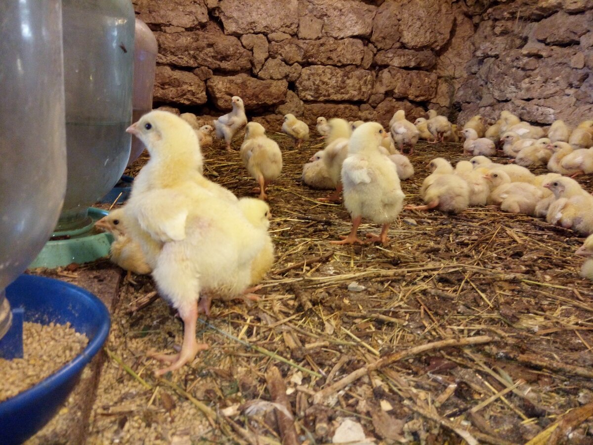 Кормление бройлеров в домашних условиях: особенности выращивания, как правильно растить и кормить цыплят