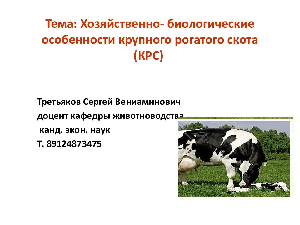 ✅ о крупном рогатом скоте (биологические и хозяйственные особенности крс) - tehnomir32.ru