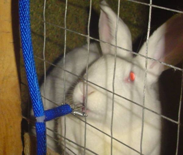 Почему кролики грызут клетки и что делать