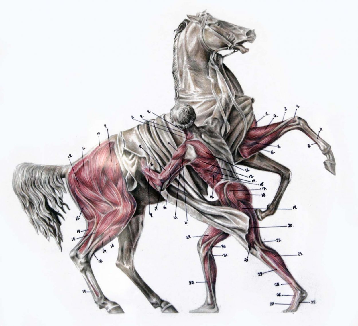 Анатомия лошади: строение скелета, черепа и морды, характеристика различных...