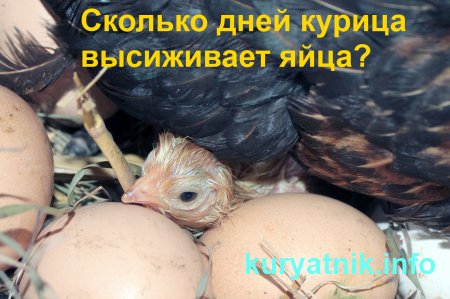 Курица наседка: уход, питание и выбор яиц для высиживания