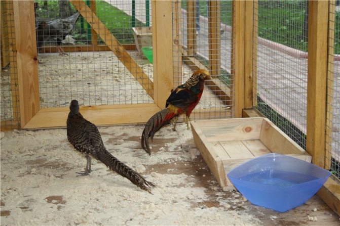 Чем кормить фазанов в домашних условиях