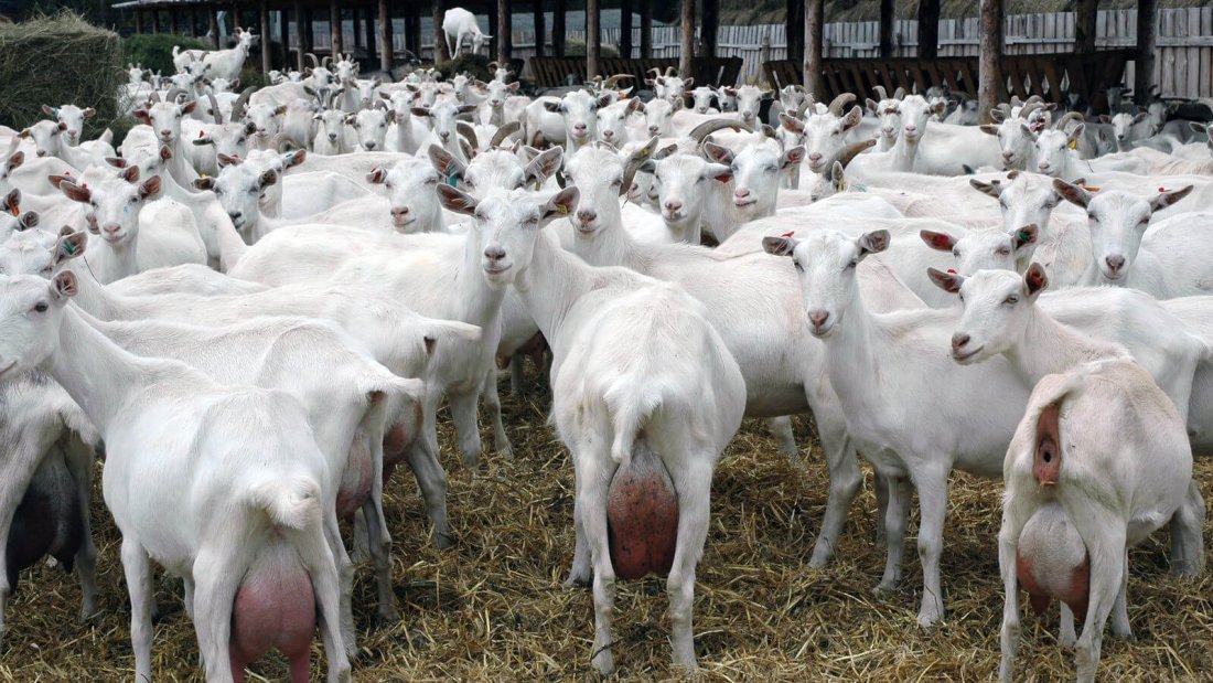 О разведении коз: в домашних условиях для начинающих, как разводить на мясо