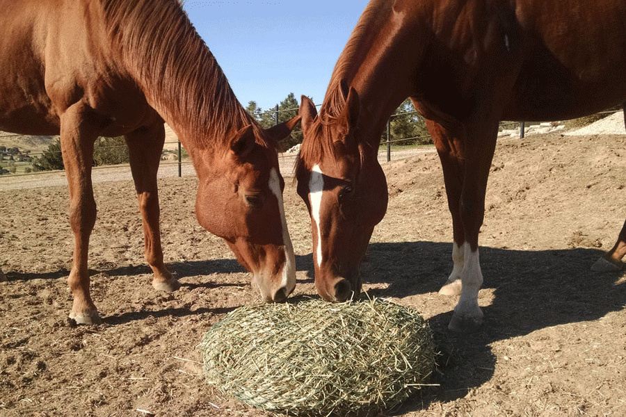 Что едят лошади - составляем правильный рацион