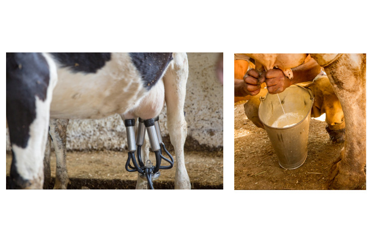 Как правильно доить корову?
