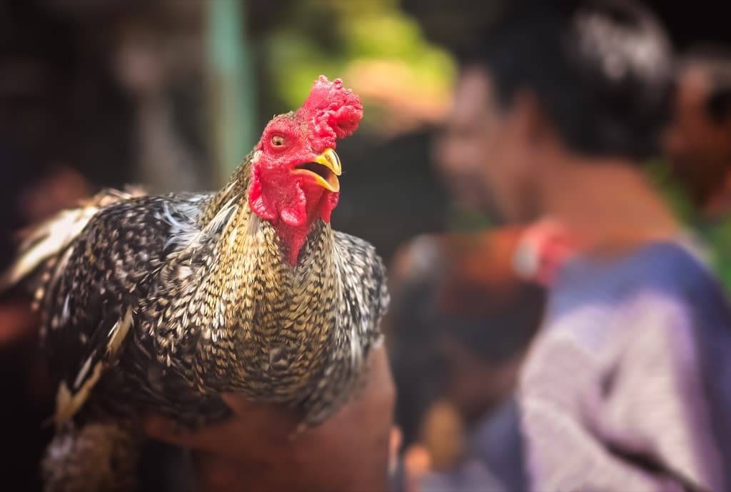 Воспаление зоба у курицы – лечение и методы профилактики