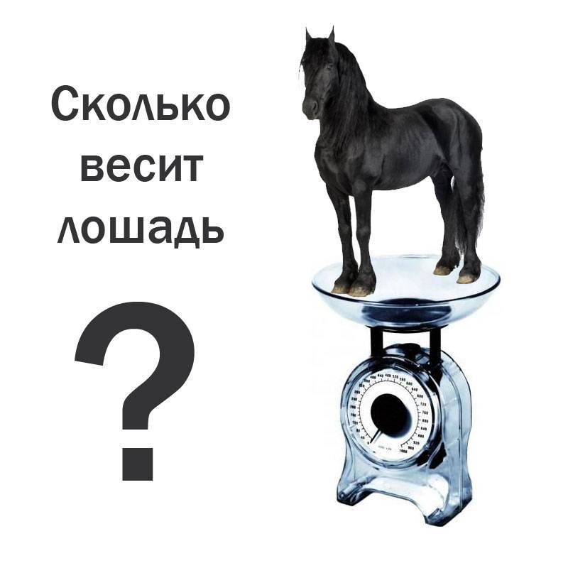 Сколько весит лошадь? средний вес взрослого коня, масса жеребенка при рождении, способы расчета