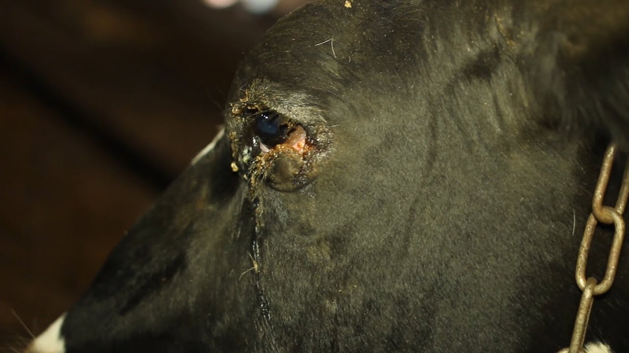 Бельмо на глазу у коровы лечение – абсцесс крс