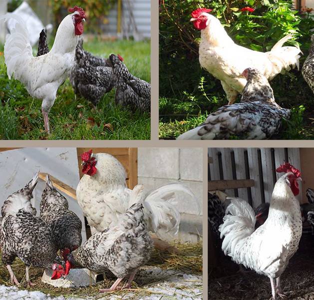Промышленное птицеводство: основные породы кур и особенности отрасли — cельхозпортал