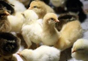 Чем кормить маленьких цыплят в домашних условиях – 3 варианта и советы по рациону ???