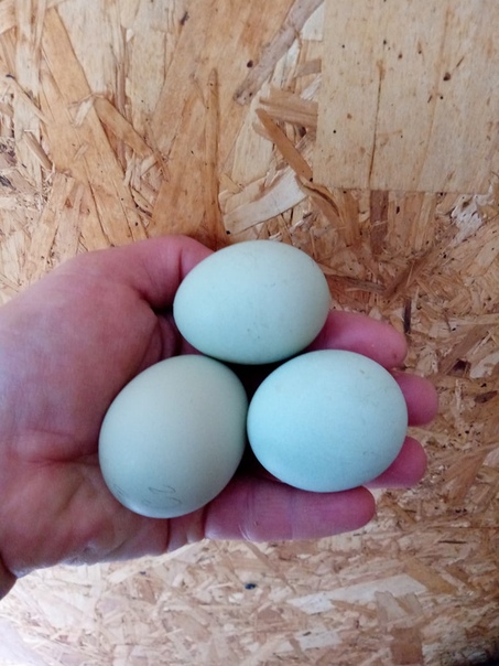 Голубые яйца у кур: формирование окраса скорлупы