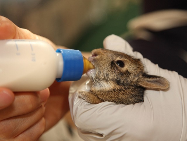 Чем кормить кормящих крольчих после окрола