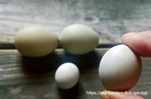 Почему у кур яичная продукция маленького размера?