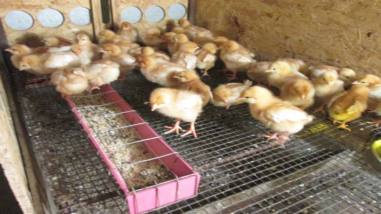 Чем пропоить цыплят: в первые дни жизни в домашних условиях