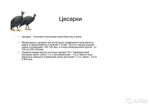 ✅ о виде кур цесарка: описание и характеристика, чем кормить, как вывести - tehnomir32.ru