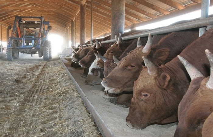 Выращивание бычков на мясо, как бизнес в домашних условиях: условия содержания и откорма