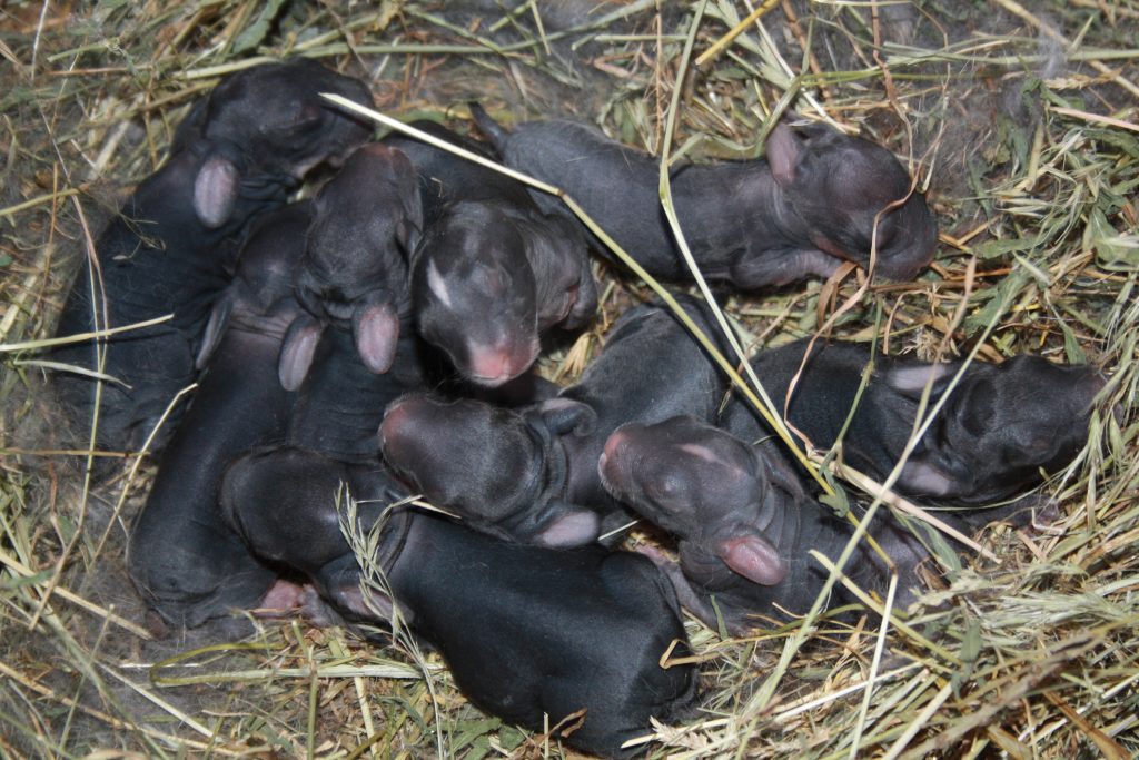 Новорожденные крольчата. описание с фото и видео